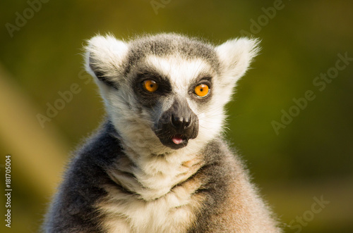 Lemur © abinavmanikantan