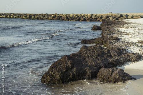 Dead algae on a beach - an example of eutrophication of sea waters