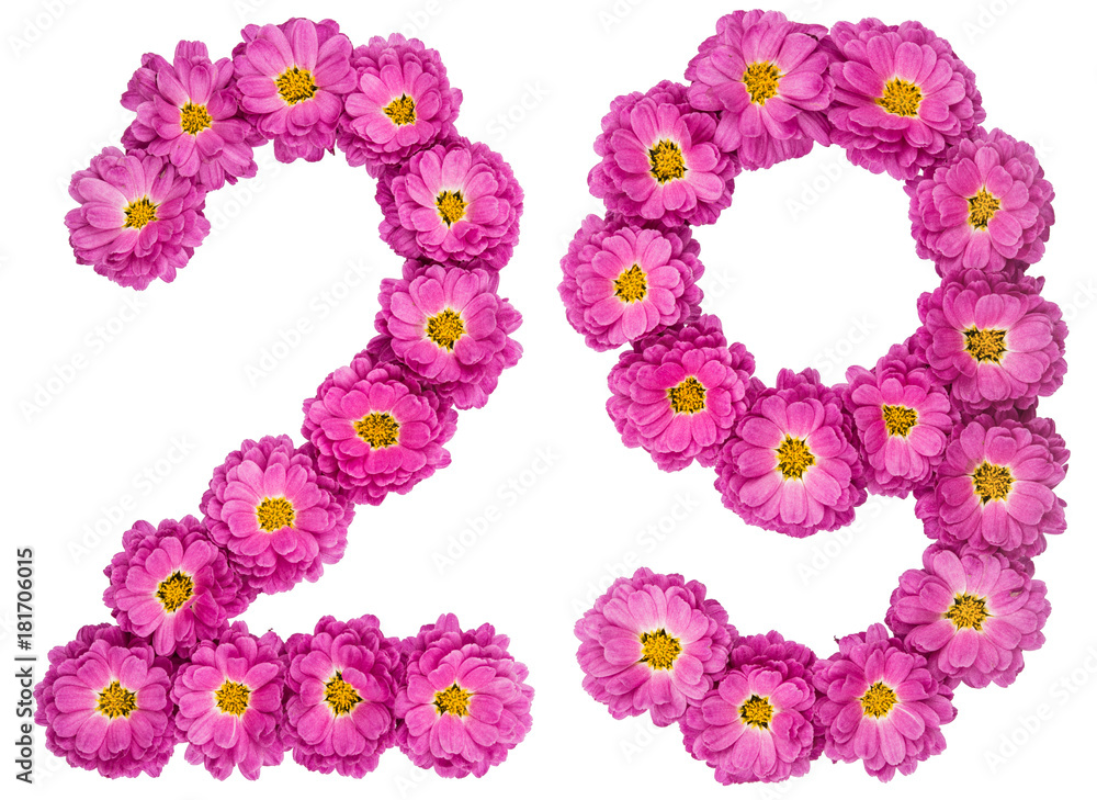 Arabic numeral 29, twenty nine, from flowers of chrysanthemum, isolated on white background