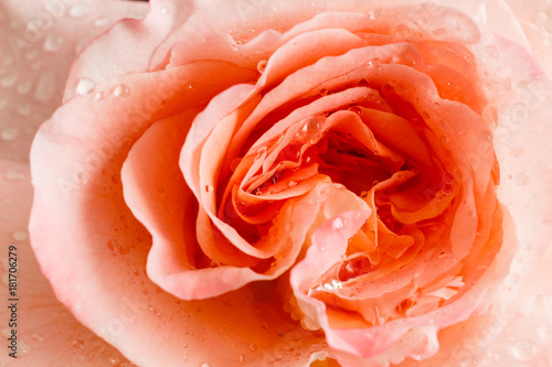 rose flower closeup