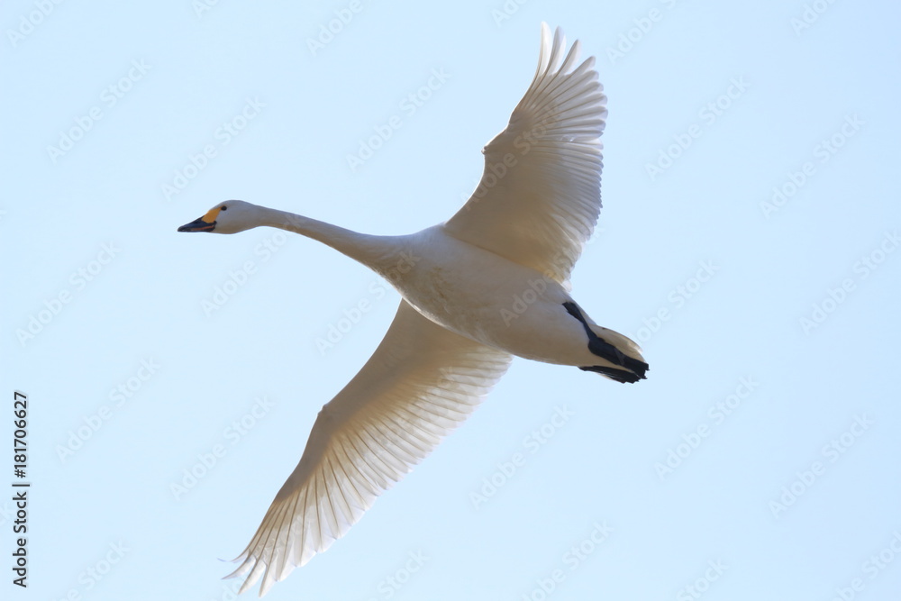 Fototapeta premium 飛ぶ白鳥 Swan flying