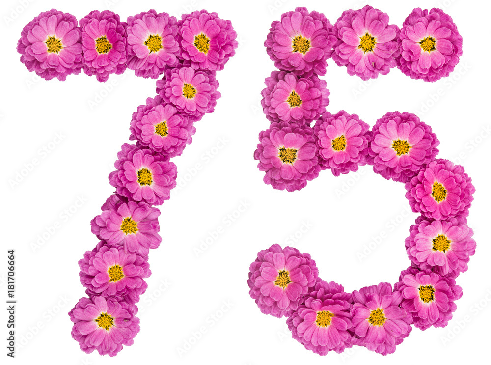 Arabic numeral 75, seventy five, from flowers of chrysanthemum, isolated on white background