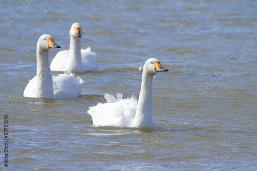 白鳥　Swans floating	
