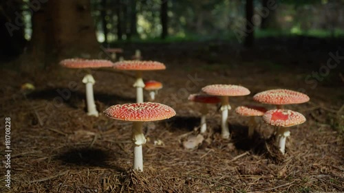 Slow motion close up group of red poisonous mushrooms growing wild under a tree deep in the autumn forest photo