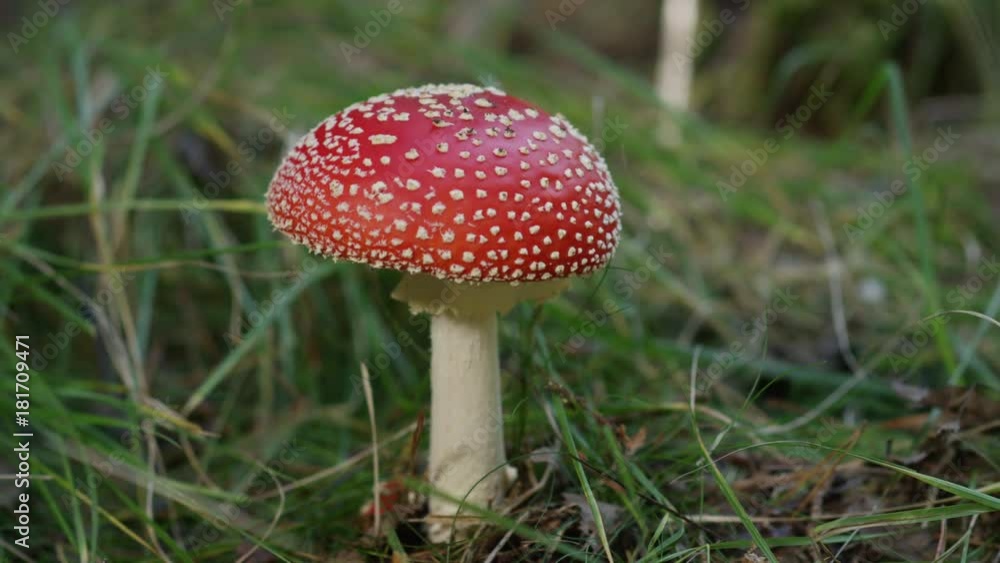 SLOW MOTION CLOSE UP Beautiful red mushroom amantia muscaria growing in nature on a grassy floor. Coral fly-agaric fungi wildly sprouting in a meadow. Big red poisonous mushroom on sunny autumn day. SLOW MOTION CLOSE UP Beautiful red mushroom amantia muscaria growing in nature on a grassy floor. Coral fly-agaric fungi wildly sprouting in a meadow. Big red poisonous mushroom on sunny autumn day.