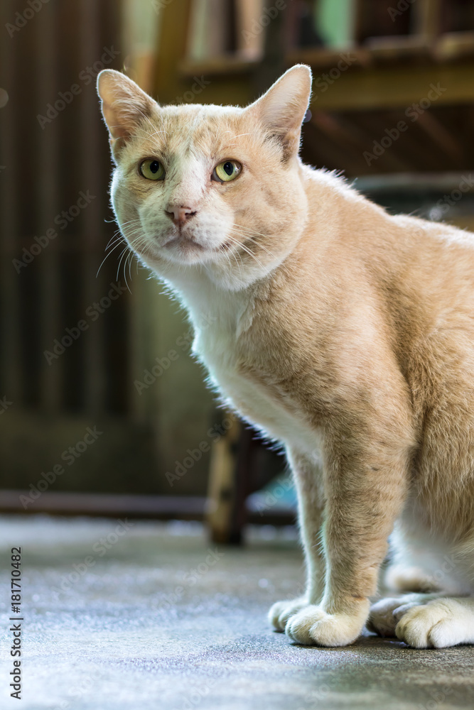 Thai brown cat sits staring.