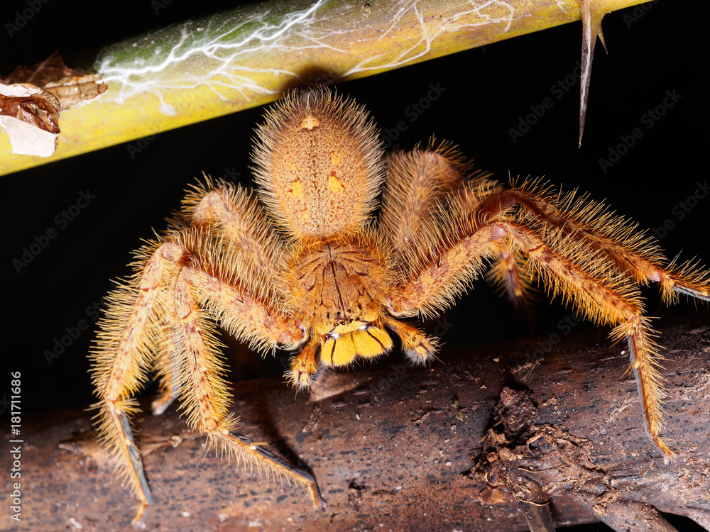 Huntsman spider (Heteropoda davidbowie) in Taman Negara national park