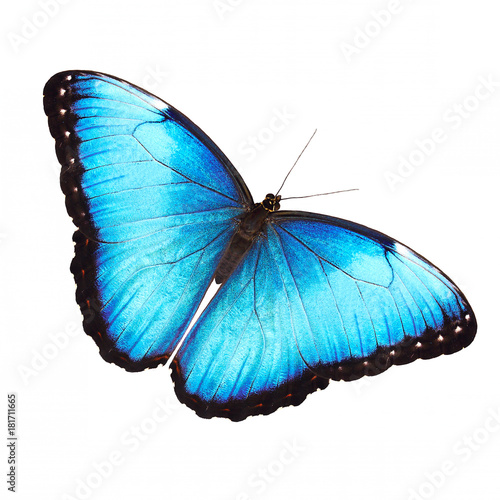 The bright opalescent blue morpho butterfly, Morpho helenor marinita male, isolated on white background with wings open. photo