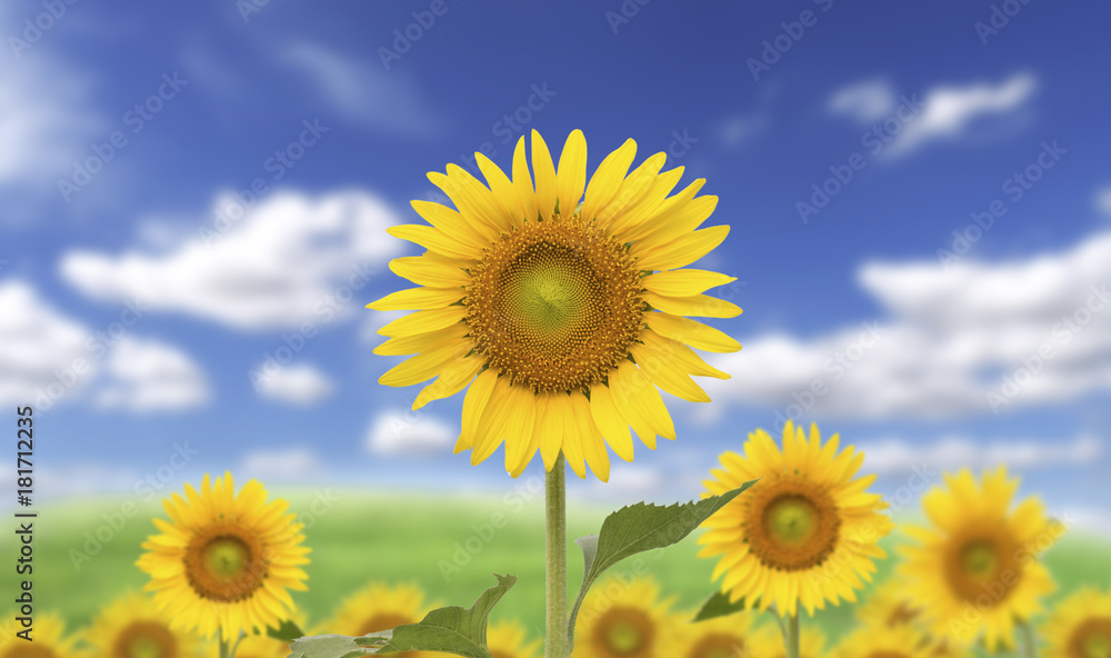  Yellow sunflower on blurry blue sky background
