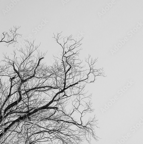 Branch of Dead tree