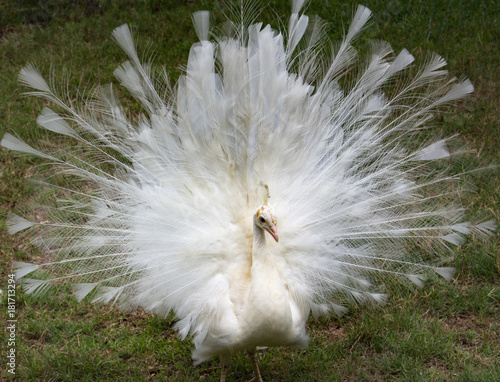 Rare White Peacock
