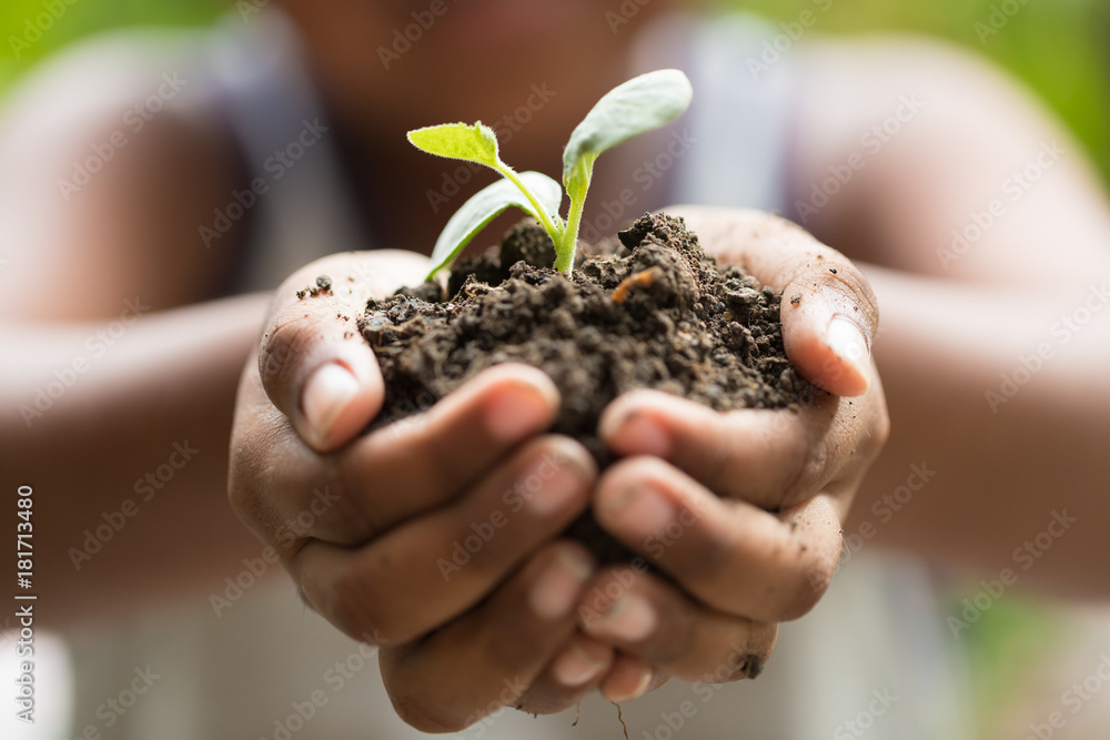 Child holding young seedling plant in hands tree bokeh background. Concept Earth day, Selective focus on plant - obrazy, fototapety, plakaty 