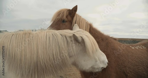 Horses in the mountains in Iceland. Icelandic horses in the Snæfellsnes Peninsula area over Icelandic highlands.