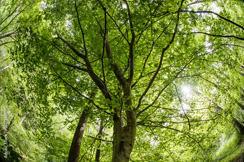 View of Beech Tree Canopy and Sun