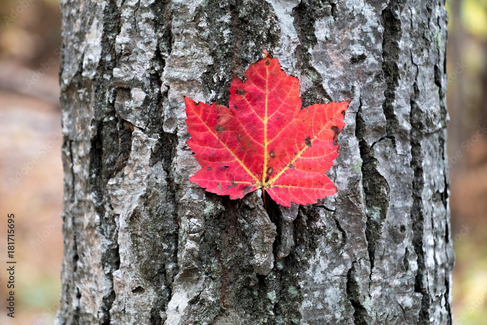 Maple Leaf