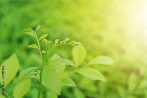 Green leaf in garden with sunlight flare. Beautiful nature background for environment friendly concept. Selective focus on leaf.