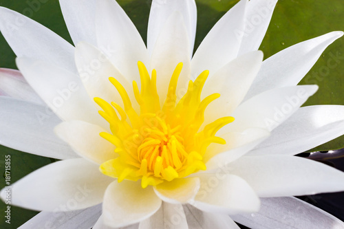 Water Lily