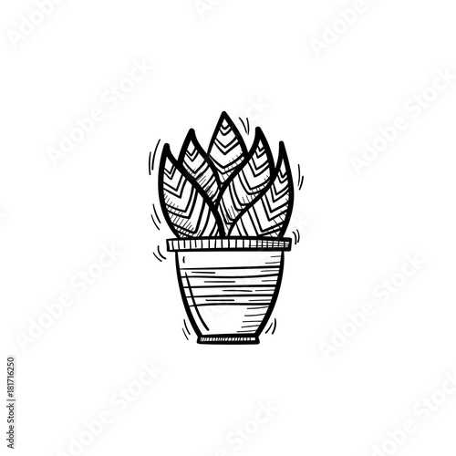 Decorative potted house plant - succulent sansevieria trifasciata sketch icon for web  mobile and infographics. Hand drawn sansevieria trifasciata vector icon isolated on white background.