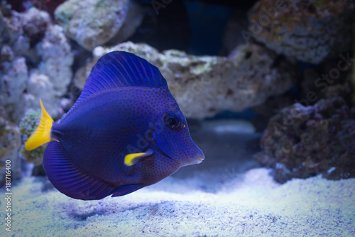 Purple tang marine fish