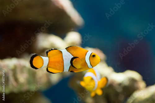 Clownfish swimming
