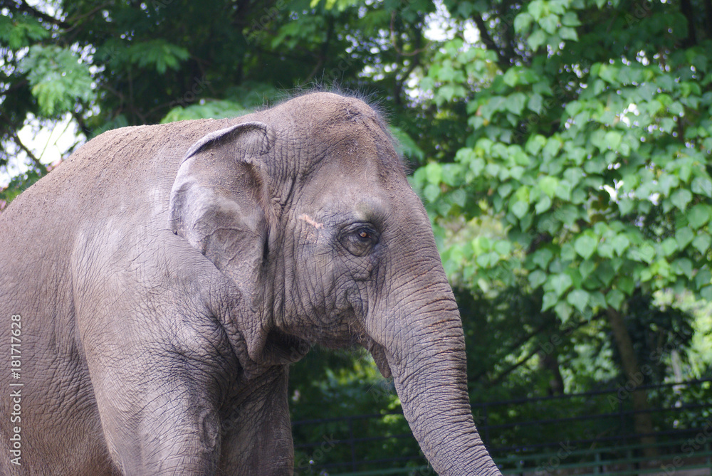 Fototapeta premium An Asian Elephant (Elephas Maximus) Strolling Alone At National Zoo Of Malaysia