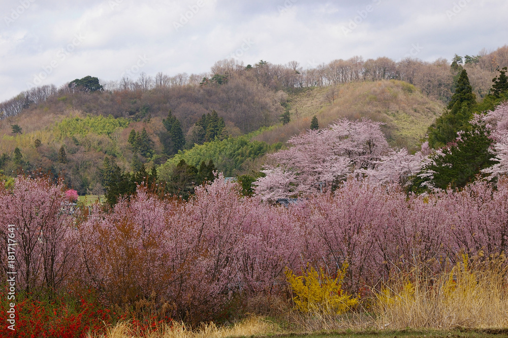 福島花見山　桃源郷１
