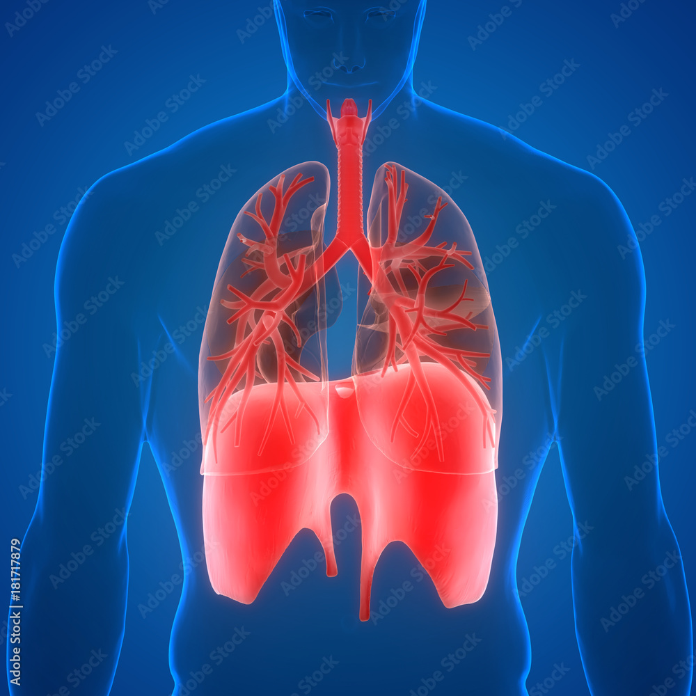 Human Respiratory System (Lungs, Diaphragm) Anatomy Stock Illustration ...