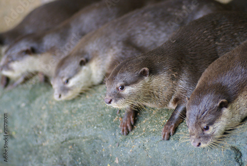 Otters Resting Lazily at Their Home in National Zoo of Malaysia