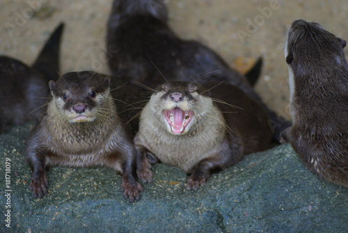 Otter Making Angry Face While Another One Yawning at Their Home in National Zoo of Malaysia