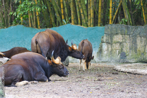 Photography Gaurs (Bos Gaurus) Also Called Indian Bison Resting On A Sunny Day In Their Home