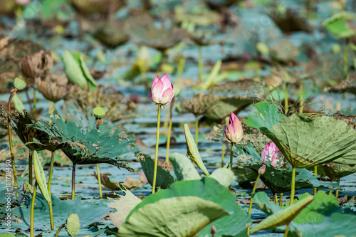 Pink lotus flower in tjhe pond photo