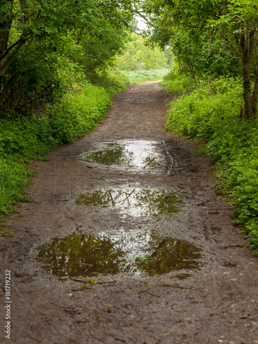 Path through a deciduous forest with puddles in springtime