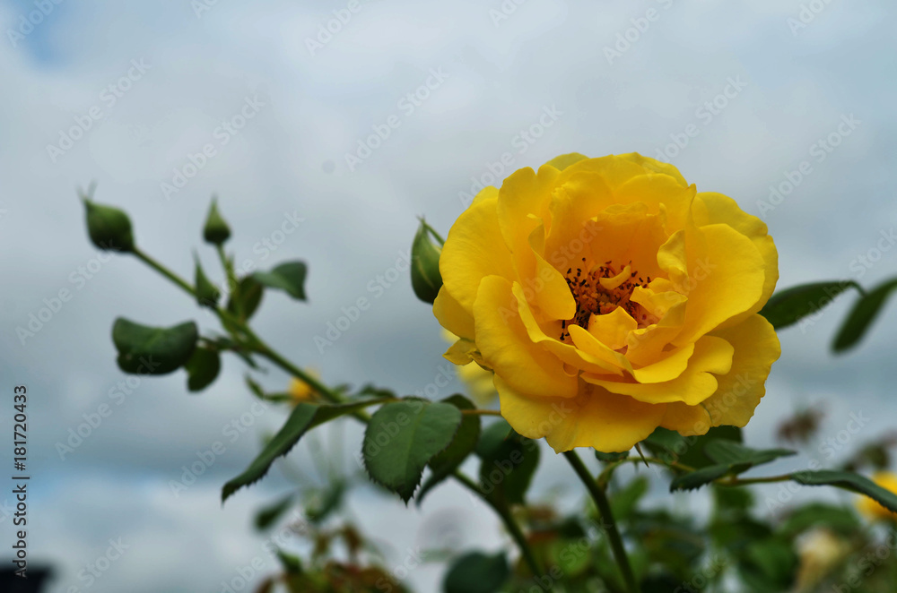 Naklejka premium Yellow rose single
