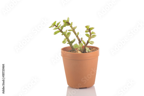 little cactus isolated on white background