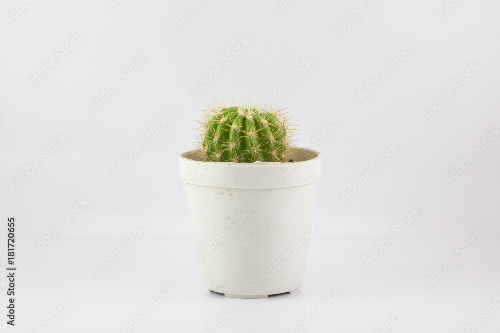 little cactus isolated on white background little cactus isolated on white background