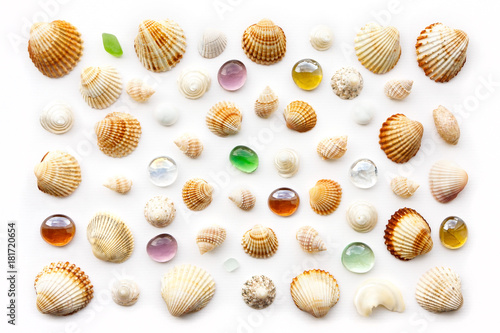 pattern of exotic seashells. Isolated on white