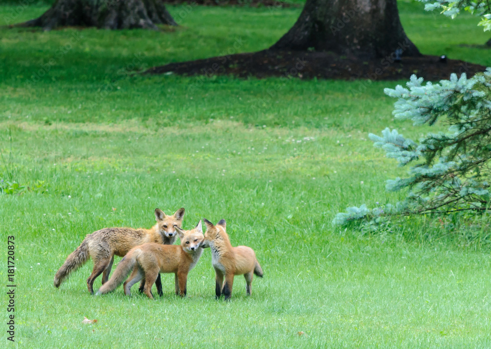 Fototapeta premium Three red foxes checking out the photographer