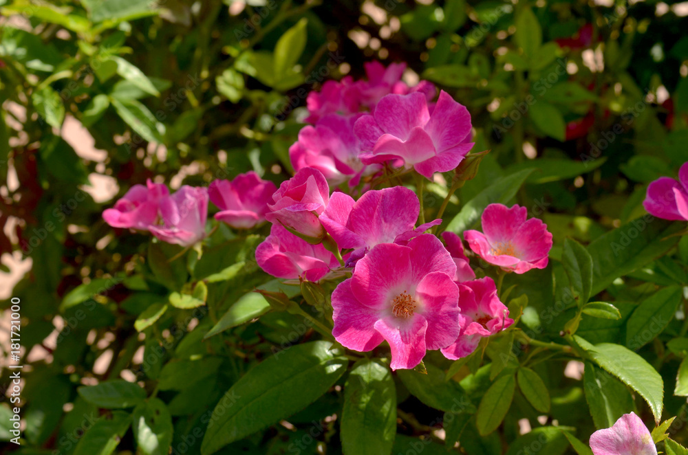 Pink roses Pink roses