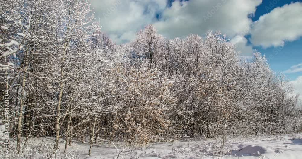 CINEMAGRAPH, 4k, falling snow in the winter forest, loop CINEMAGRAPH, 4k, falling snow in the winter forest, loop