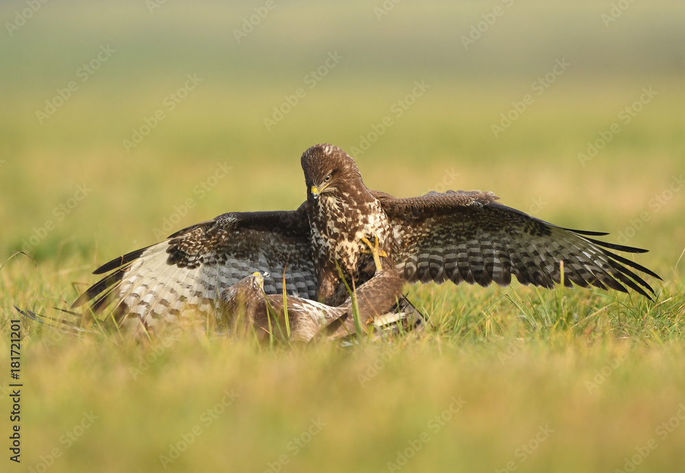 Fototapeta premium Common buzzard (Buteo buteo)