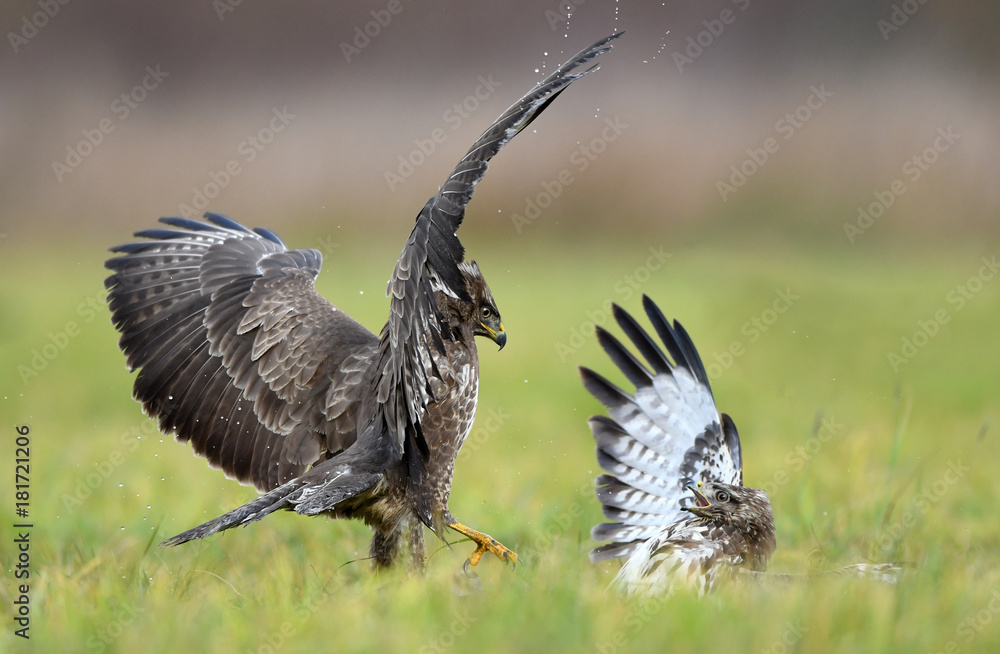 Obraz premium Common buzzard (Buteo buteo)