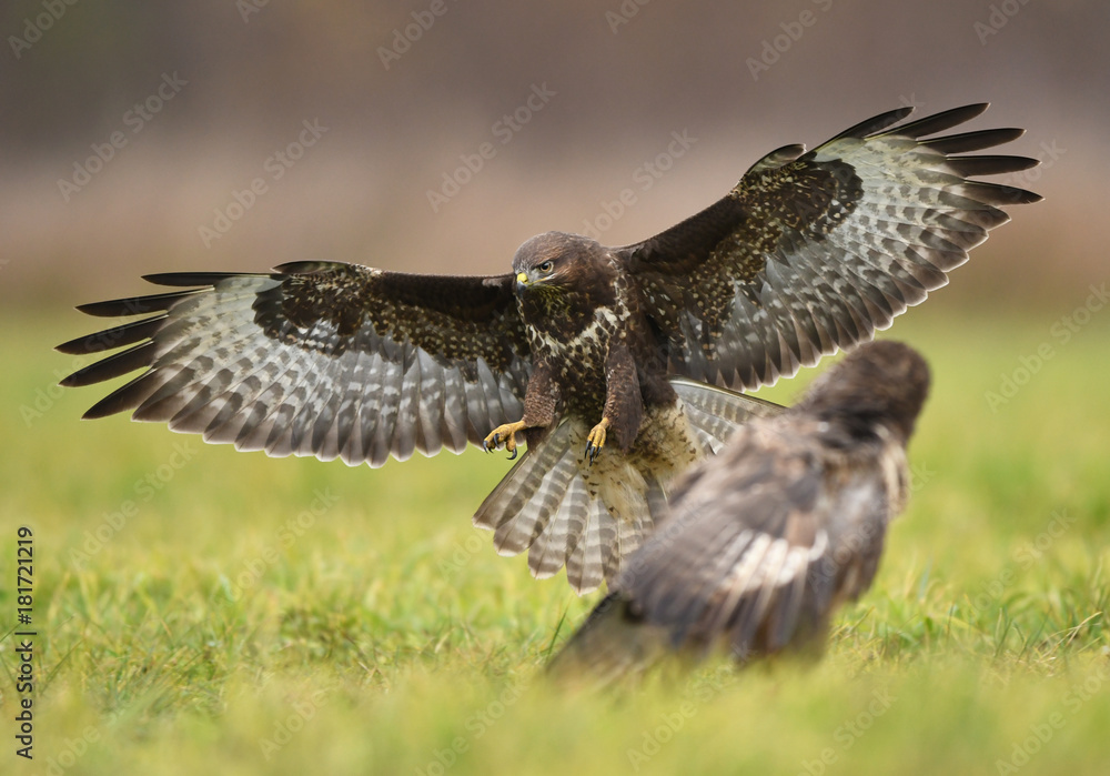 Fototapeta premium Common buzzard (Buteo buteo)