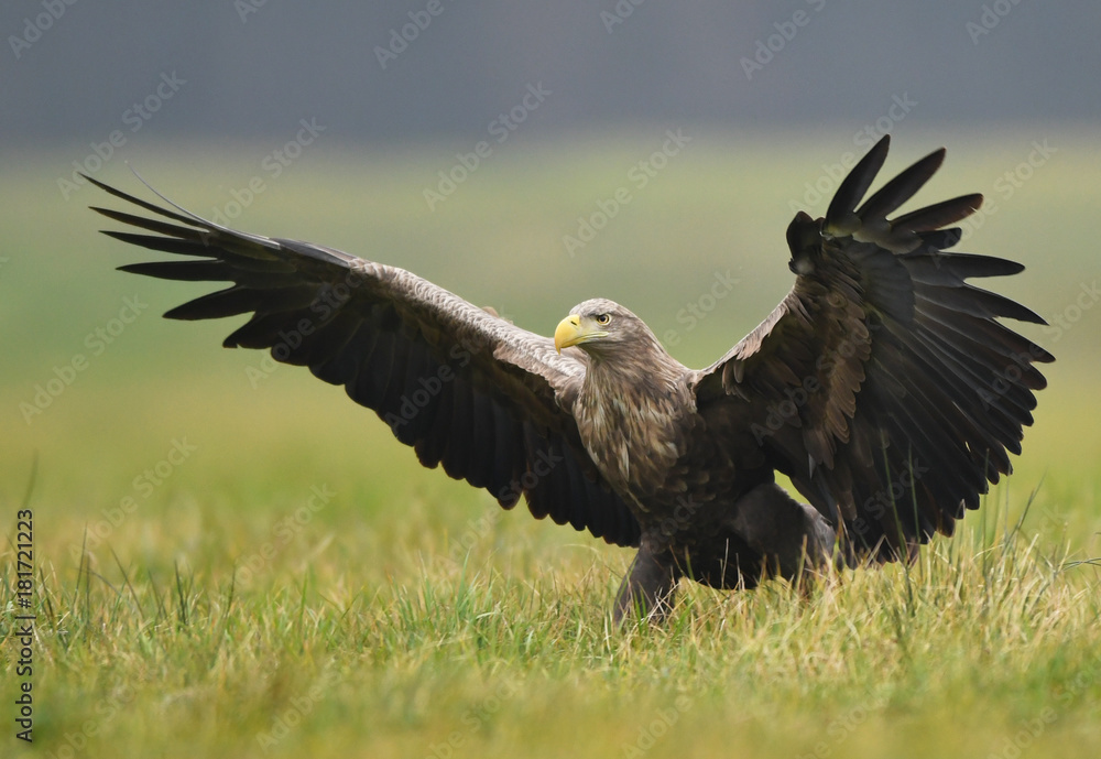 Obraz premium White tailed Eagle (Haliaeetus albicilla)
