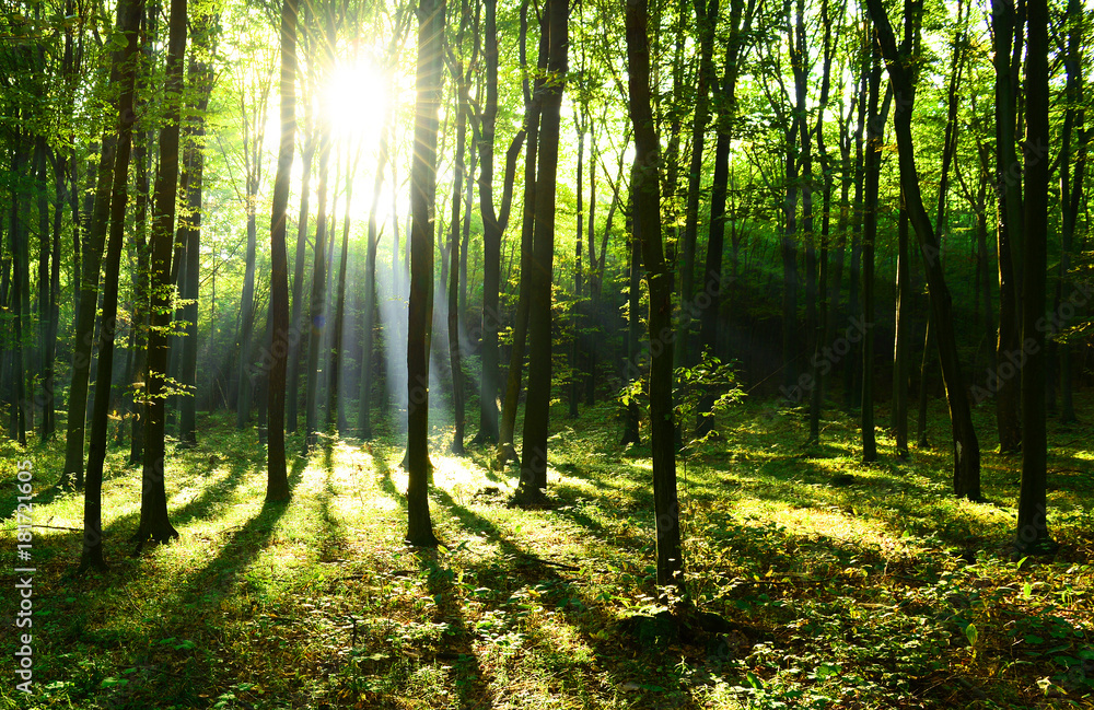 Forest landscape Forest landscape