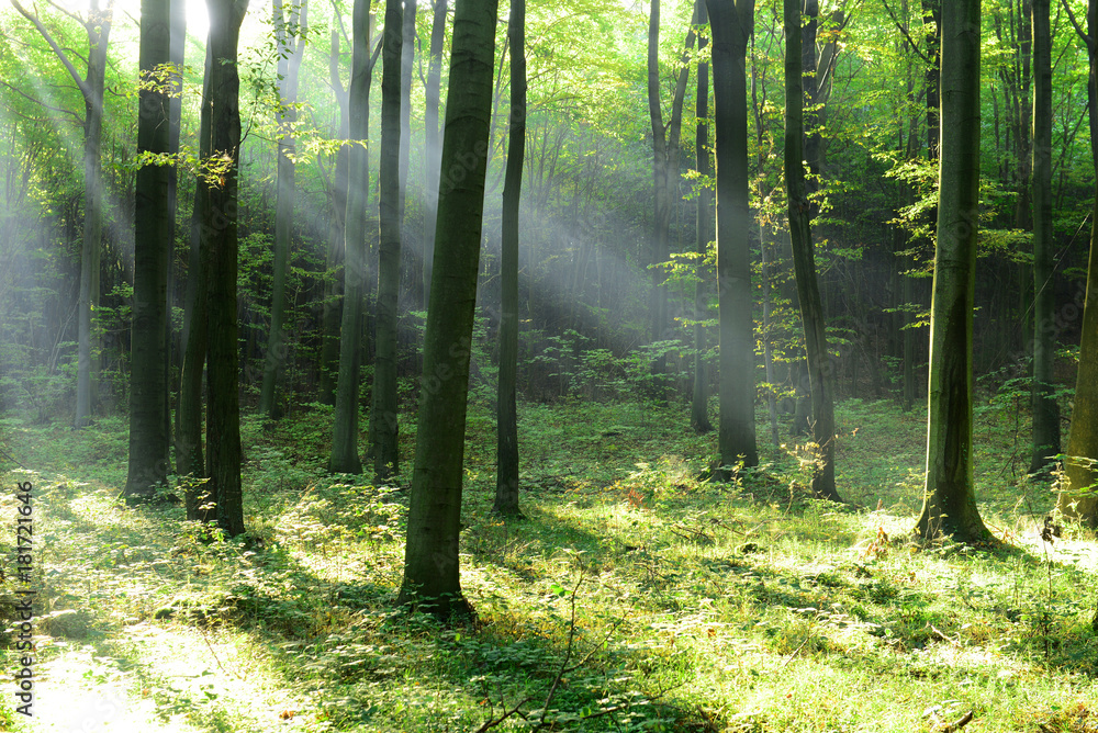 Fototapeta premium Forest landscape