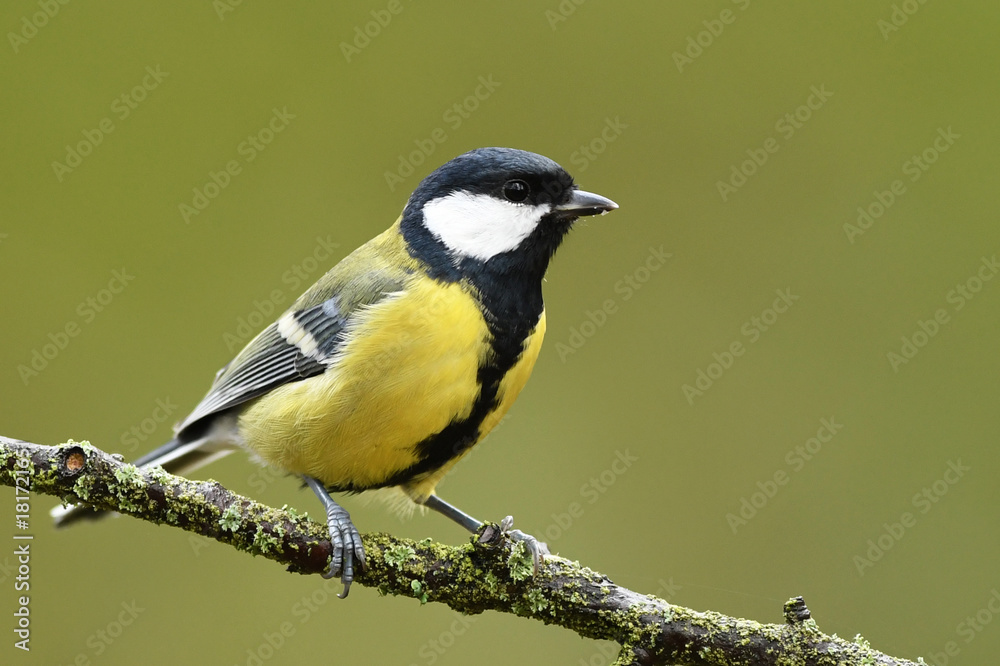 Great tit (Parus major)