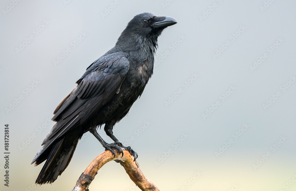 Naklejka premium Kruk (Corvus corax)