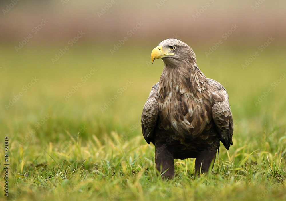 White tailed Eagle (Haliaeetus albicilla) White tailed Eagle (Haliaeetus albicilla)