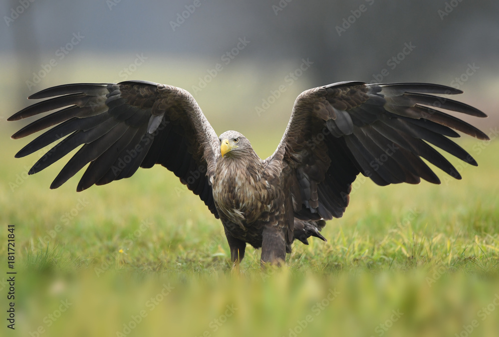 Obraz premium White tailed Eagle (Haliaeetus albicilla)