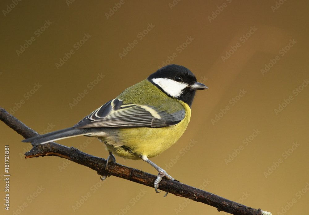 Obraz premium Great tit (Parus major)